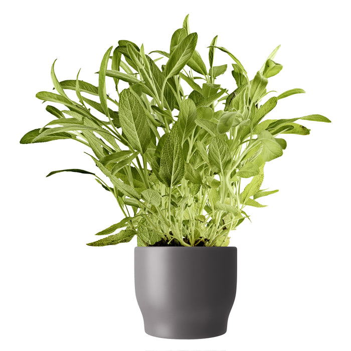 Eva Solo Bloempot Ø 11 cm