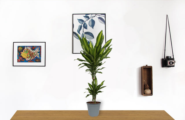 dfeb9bb3-2418-43b9-ade7-4ecfef4c11bc-afbeelding3.jpg (3462724) 