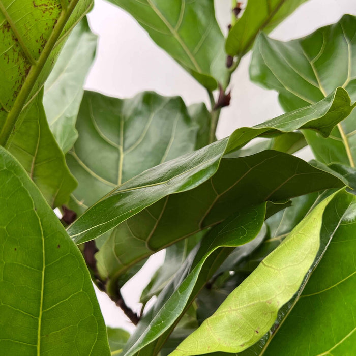 Fleurdirect Ficus Lyrata M