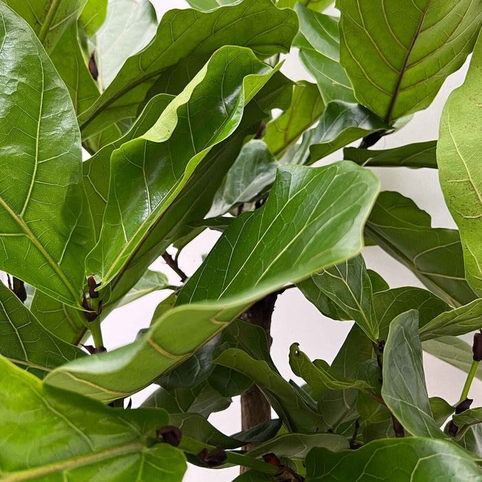Fleurdirect Ficus Lyrata M