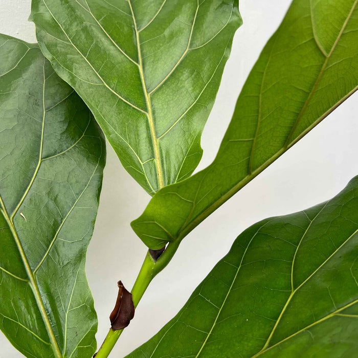 Fleurdirect Ficus Lyrata M