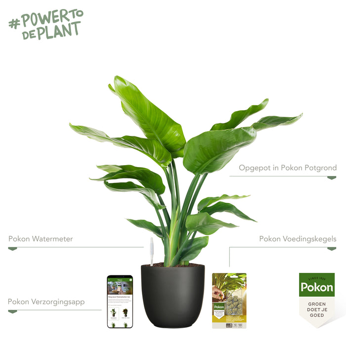 Pokon Strelitzia incl. watermeter en voeding in Pot Zwart ↕75 cm