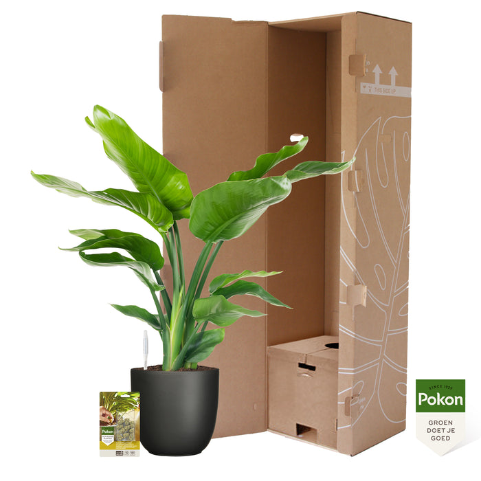 Pokon Strelitzia incl. watermeter en voeding in Pot Zwart ↕75 cm