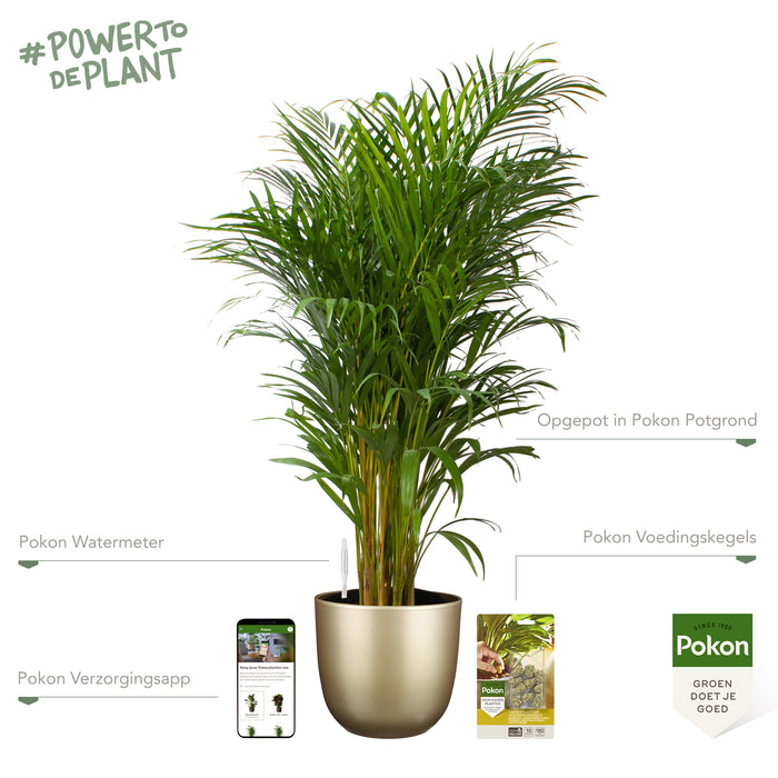 Pokon Goudpalm incl. watermeter en voeding in Pot Goud ↕125 cm