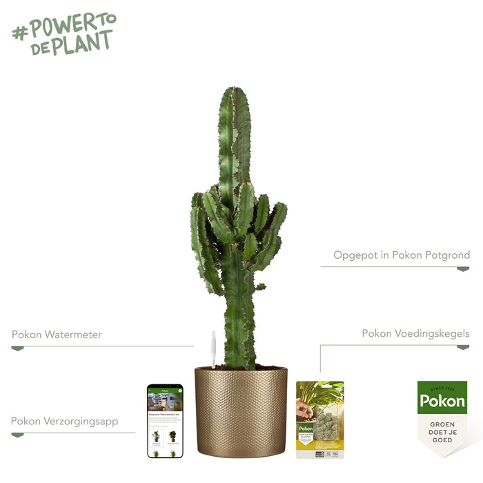 Pokon Cowboycactus incl. watermeter en voeding in Pot Goud ↕90 cm