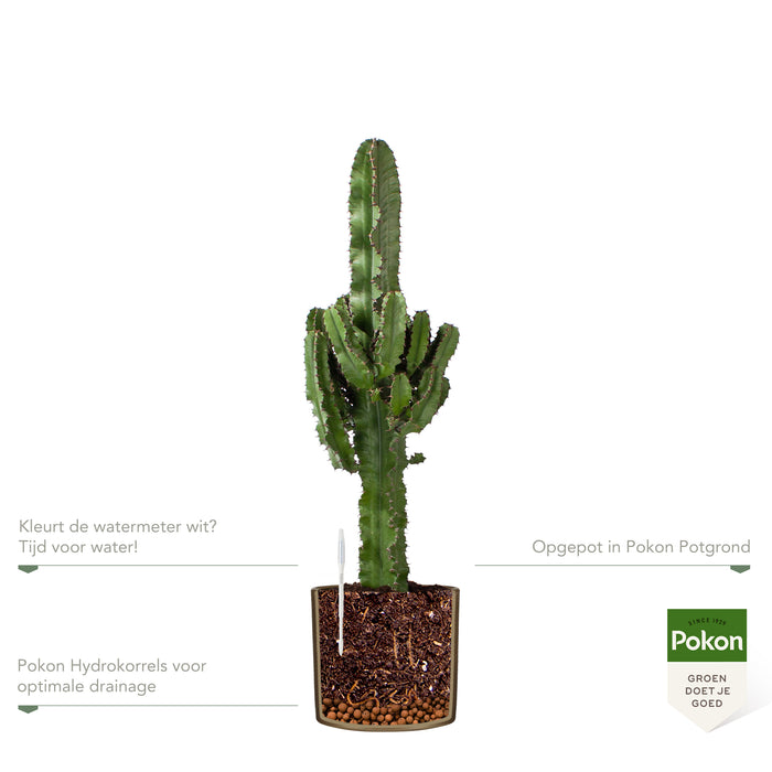 Pokon Cowboycactus incl. watermeter en voeding in Pot Goud ↕90 cm