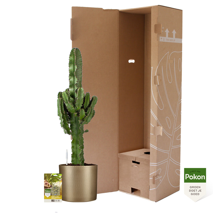 Pokon Cowboycactus incl. watermeter en voeding in Pot Goud ↕90 cm