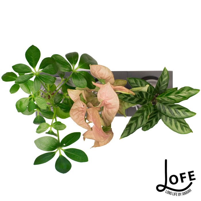 LOFE | Urban jungle op water in glas