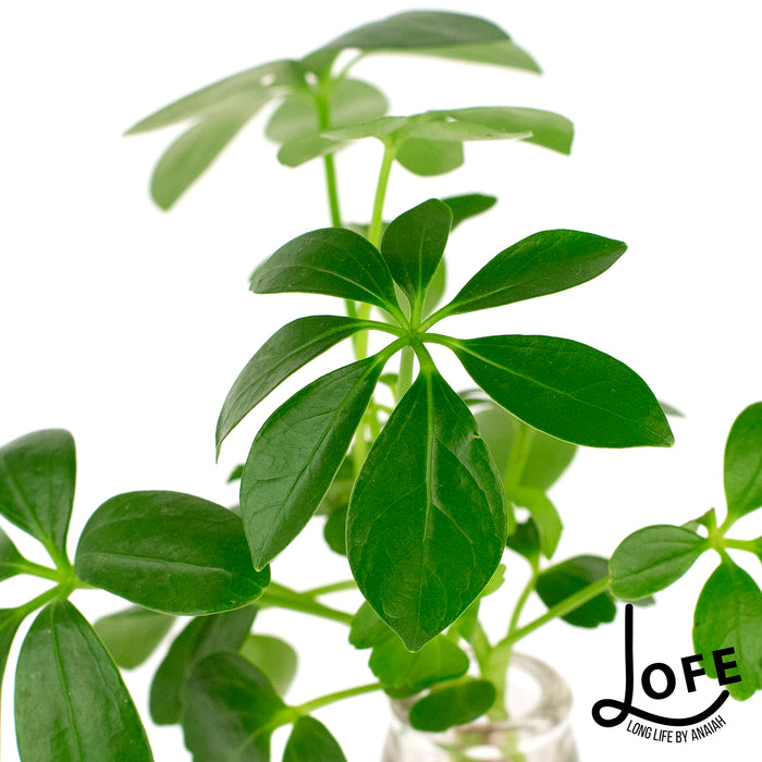 LOFE | Urban jungle op water in glas