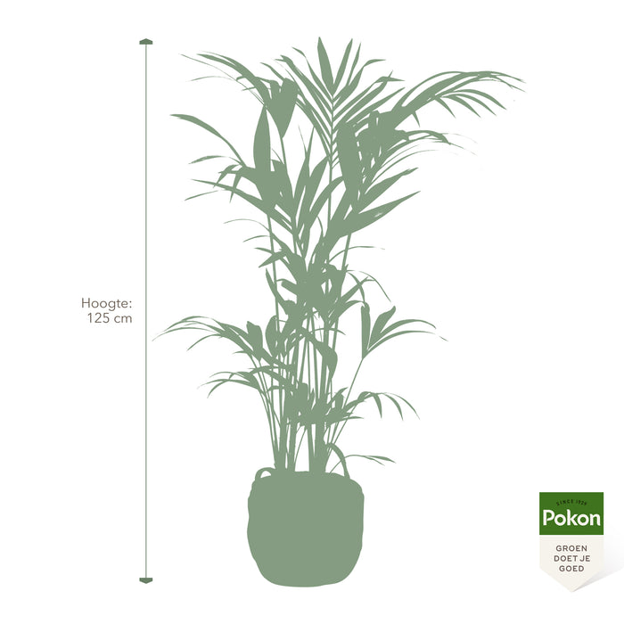 Pokon Kentia Palm incl. watermeter en voeding in Mand ↕125 cm