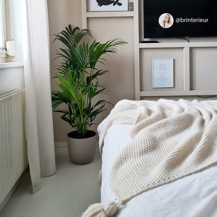 Pokon Kentia Palm incl. watermeter en voeding in Mand ↕125 cm