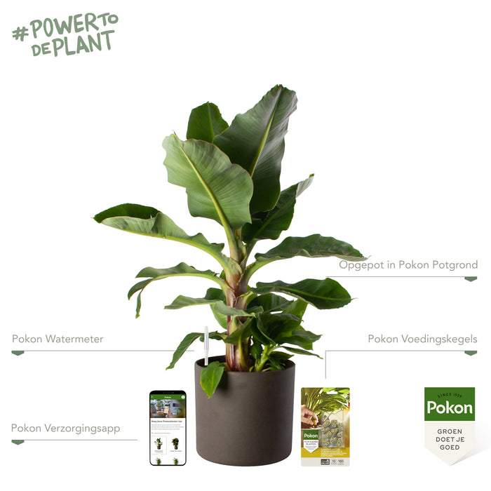 Pokon Bananenplant incl. watermeter en voeding in Pot Dkr Grijs ↕80cm
