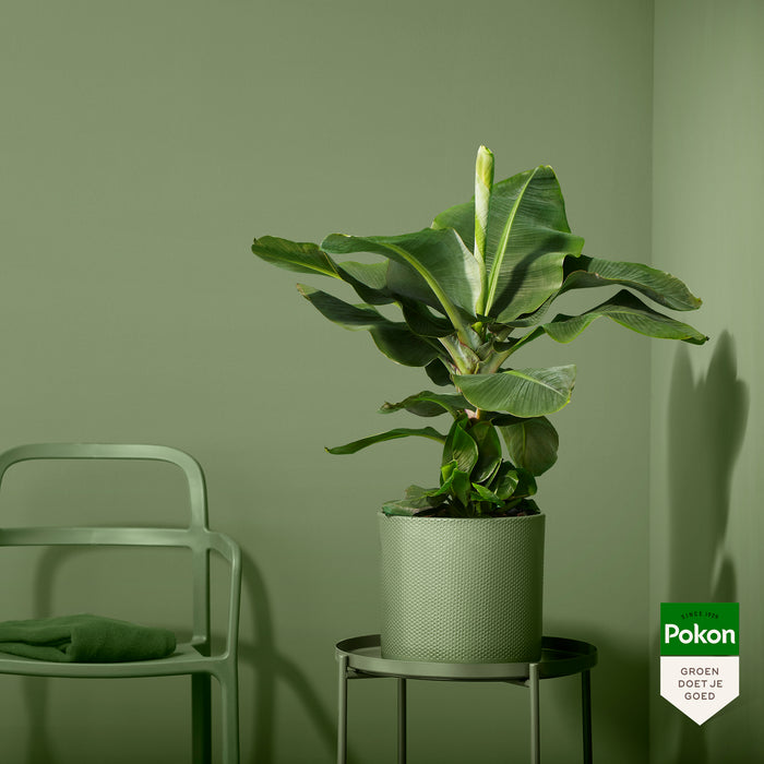 Pokon Bananenplant incl. watermeter en voeding in Pot Dkr Grijs ↕80cm