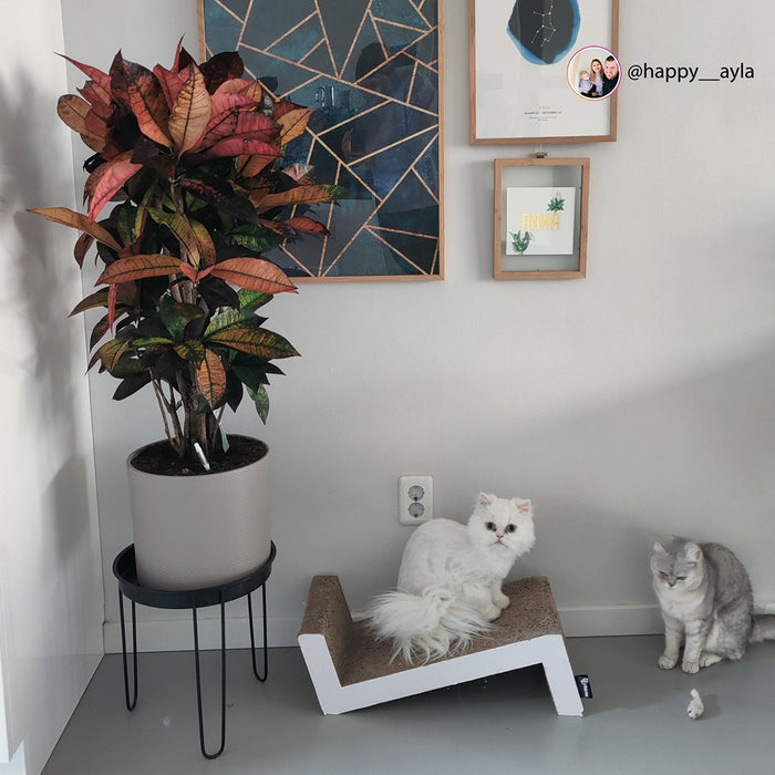 Pokon Croton incl. watermeter en voeding in Pot Wit ↕100 cm