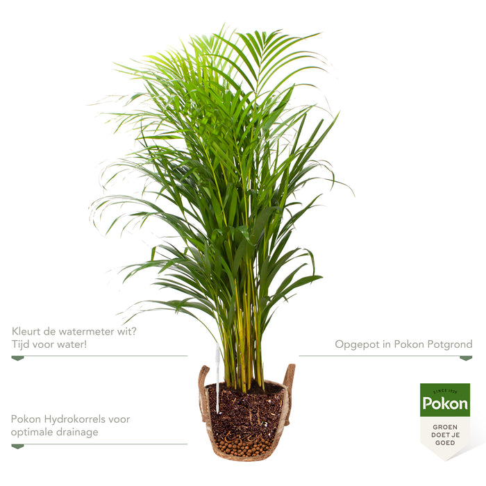 Pokon Goudpalm incl. watermeter en voeding in Mand ↕100 cm