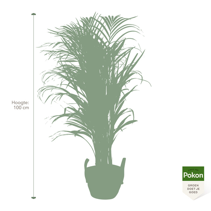 Pokon Goudpalm incl. watermeter en voeding in Mand ↕100 cm