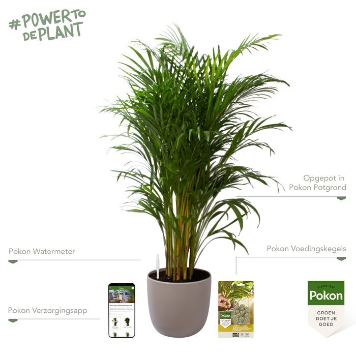 Pokon Goudpalm incl. watermeter en voeding in Pot Taupe ↕125 cm