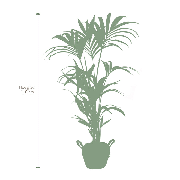 Pokon Kentia Palm incl. watermeter en voeding in Mand ↕110 cm