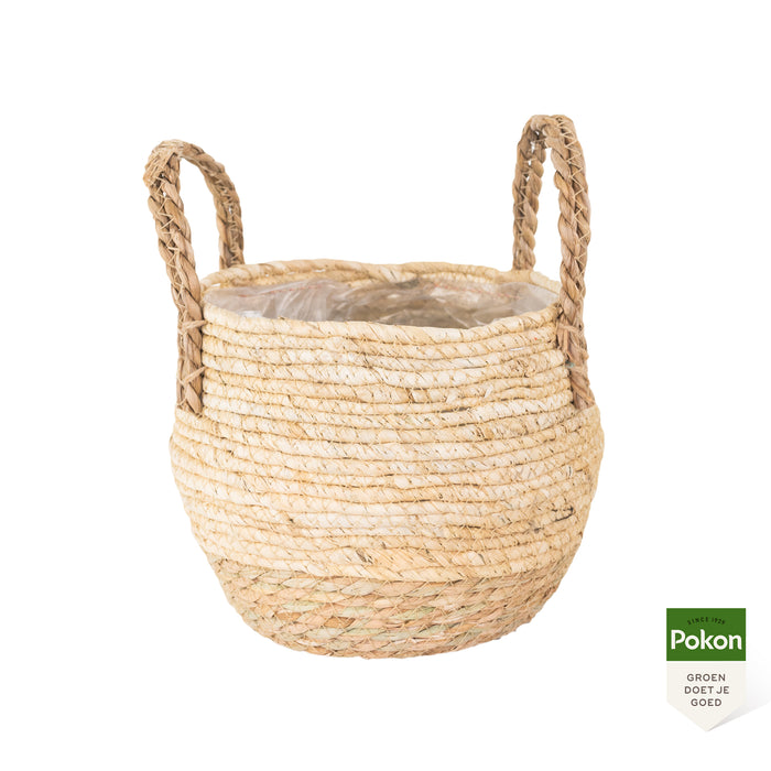 Pokon Kentia Palm incl. watermeter en voeding in Mand ↕110 cm