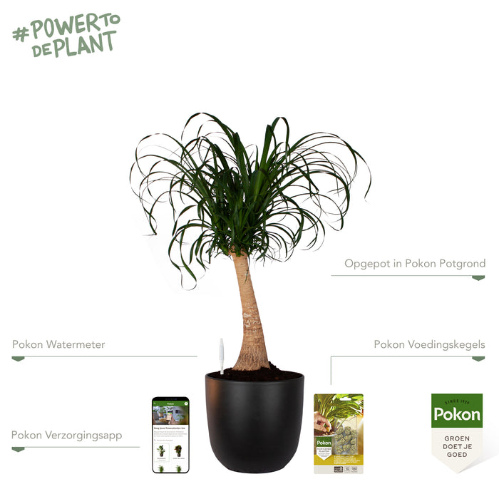 Pokon Olifantspoot incl. watermeter en voeding in Pot Zwart ↕80 cm