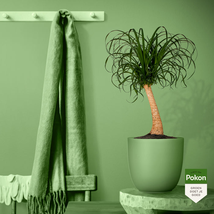 Pokon Olifantspoot incl. watermeter en voeding in Pot Zwart ↕80 cm