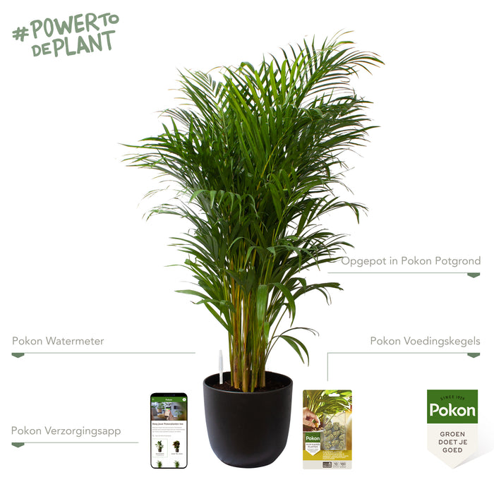 Pokon Goudpalm incl. watermeter en voeding in Pot Zwart ↕125 cm