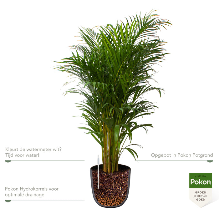 Pokon Goudpalm incl. watermeter en voeding in Pot Zwart ↕125 cm
