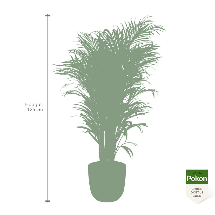 Pokon Goudpalm incl. watermeter en voeding in Pot Zwart ↕125 cm