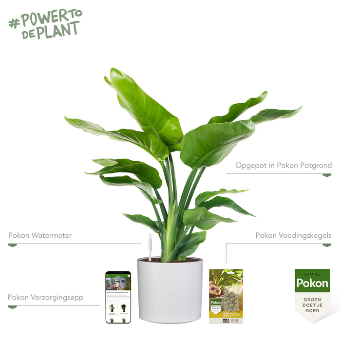 Pokon Strelitzia incl. watermeter en voeding in Pot Wit ↕75 cm
