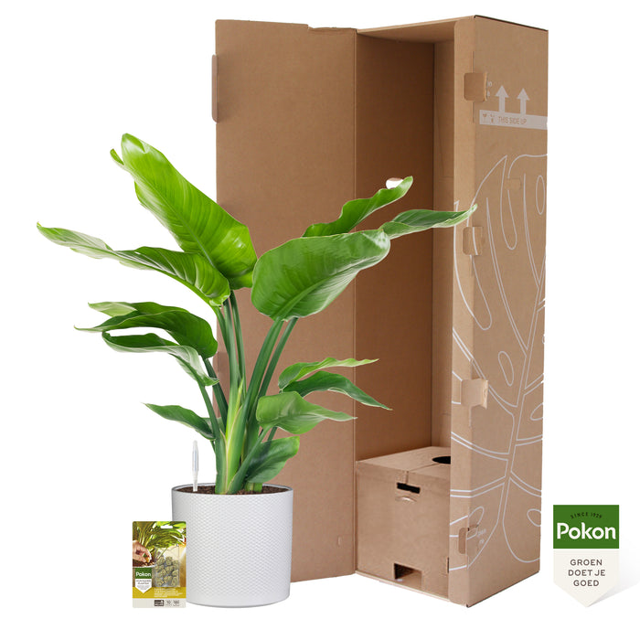 Pokon Strelitzia incl. watermeter en voeding in Pot Wit ↕75 cm