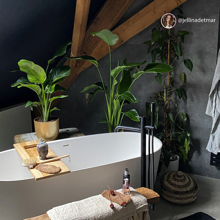 Pokon Strelitzia incl. watermeter en voeding in Pot Wit ↕75 cm