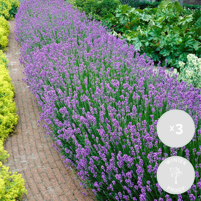Bloomique - 3x Lavandula 'Ardèche' - Lavendel - ⌀12 - ↕20-25