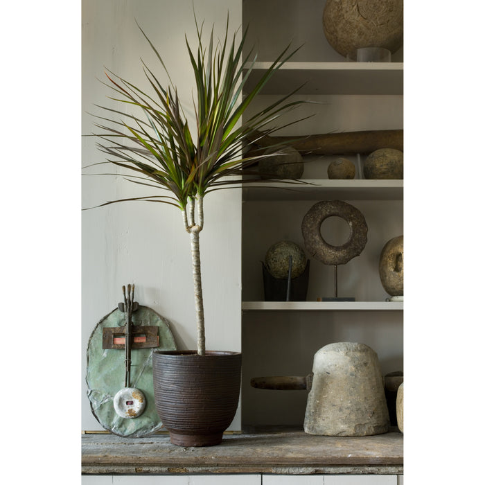 Bloomique - Drakenbloedboom - Dracaena 'Marginata' - ⌀ 17 - ↕ 75