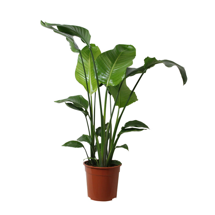 Flora@Home | Strelitzia (h.110 cm) in ELHO ® Pure Round (Antraciet)