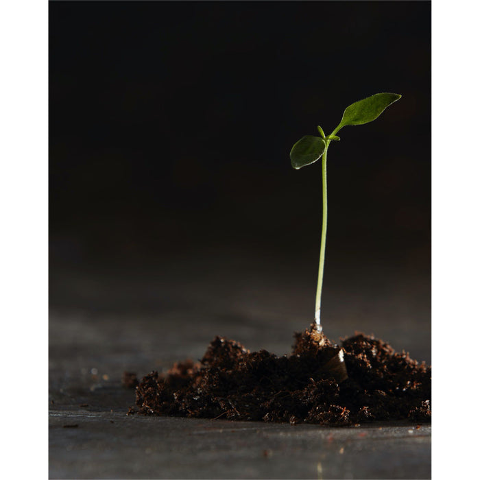 Hete pepers - Jeroen Hazebroek