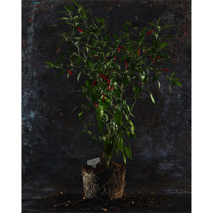 Hete pepers - Jeroen Hazebroek