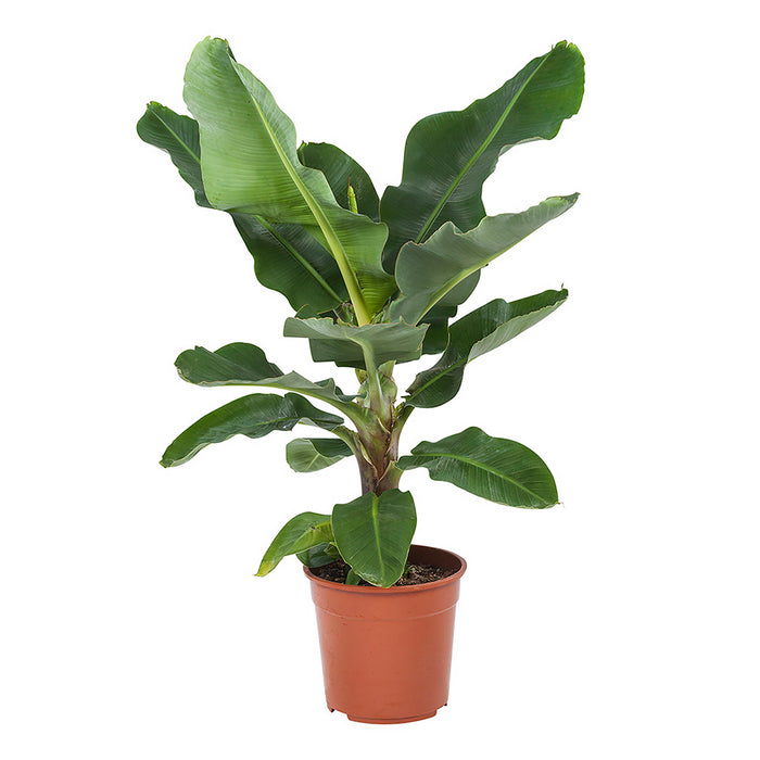 Flora@Home | Bananenplant in ELHO ® Pure Round (Wit)