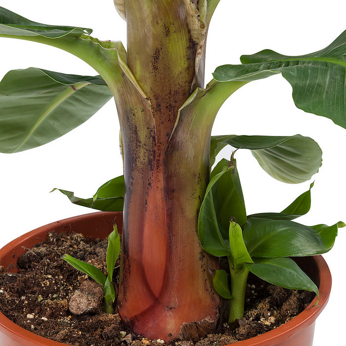 Flora@Home | Bananenplant in ELHO ® Pure Round (Zwart)