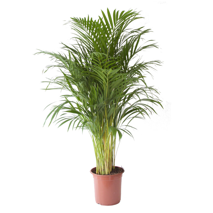 Flora@Home | Areca Palm ELHO ® Pure Round (Antraciet)