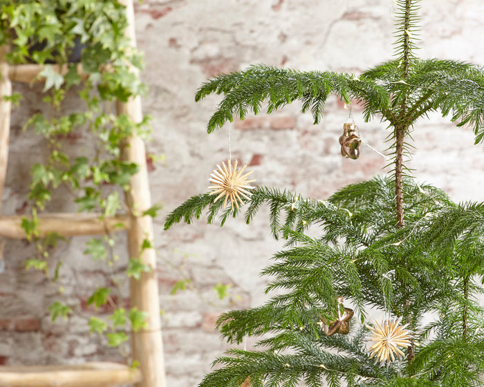 Bloomique - Apenboom - Araucaria - ⌀ 15 cm - ↕ 50 cm