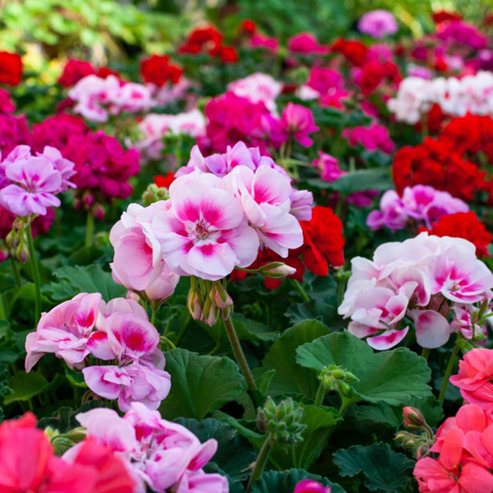 Bloomique - 6x Pelargonium Mix Staand – Geranium – ⌀10,5 - ↕15-20