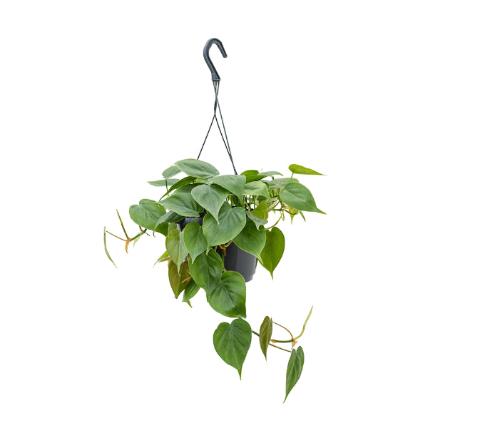 0c3add20-c529-47f7-aa4c-e945c4d7ffd2-afbeelding3.jpg (4264498) 