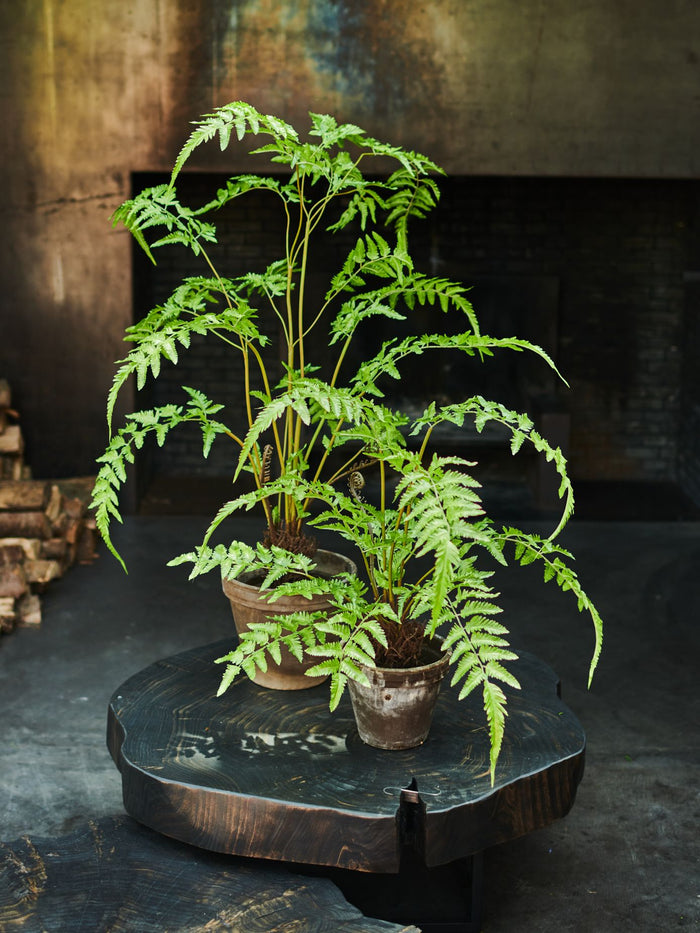 Silk-ka Kunstplant Varen Zijde Groen 90 cm