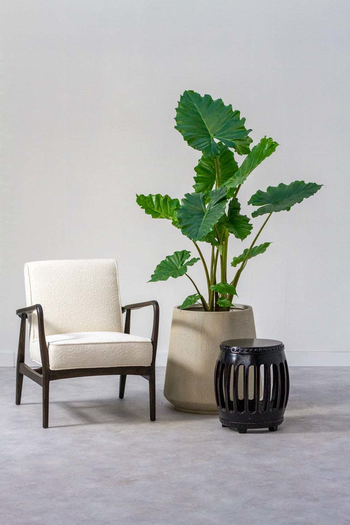 Fleurdirect Alocasia Portadora L