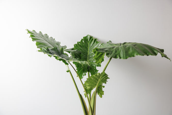 298353ff-c182-4b8a-b648-f078546e2f96-afbeelding4.jpg (4752444) 