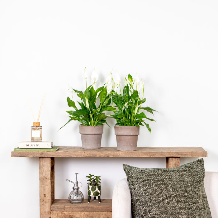 Bloomique - Spathiphyllum 'Torelli' - Lepelplant - ⌀12 cm - ↕35-45 cm