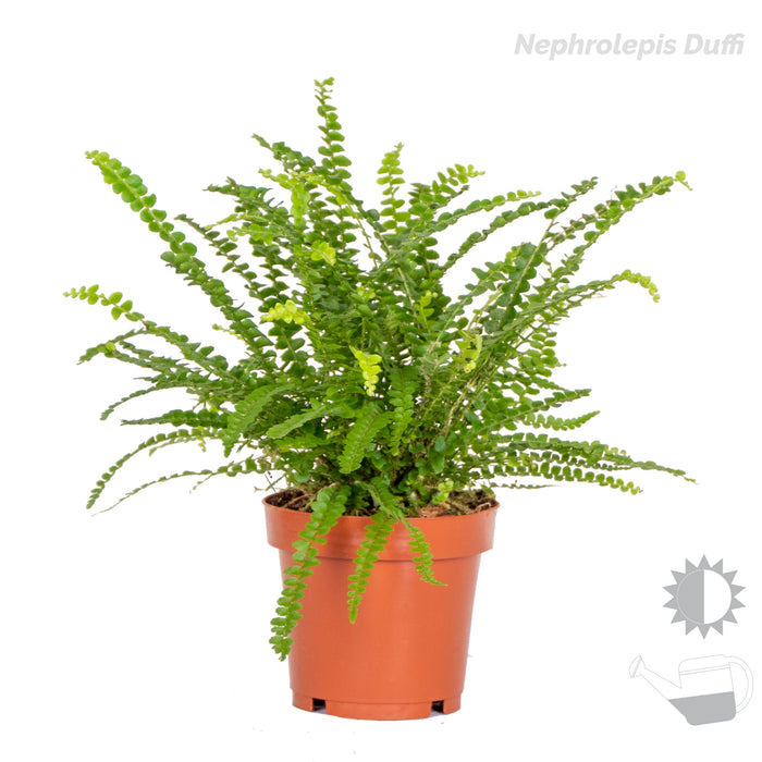 Bloomique - 3x Luchtzuiverende Varen Mix – ⌀12 cm - ↕25-35 cm