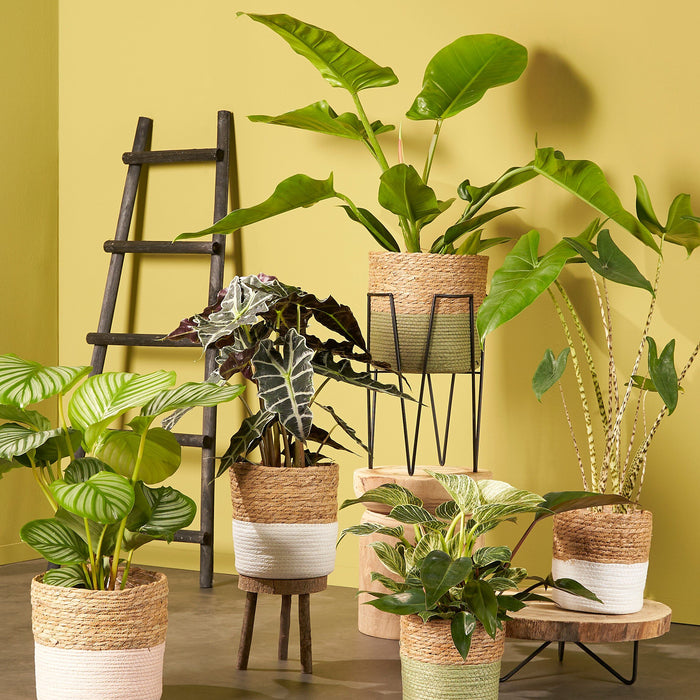 House of Seasons Ladderrek - L29 x B49 x H119 cm - Zwart