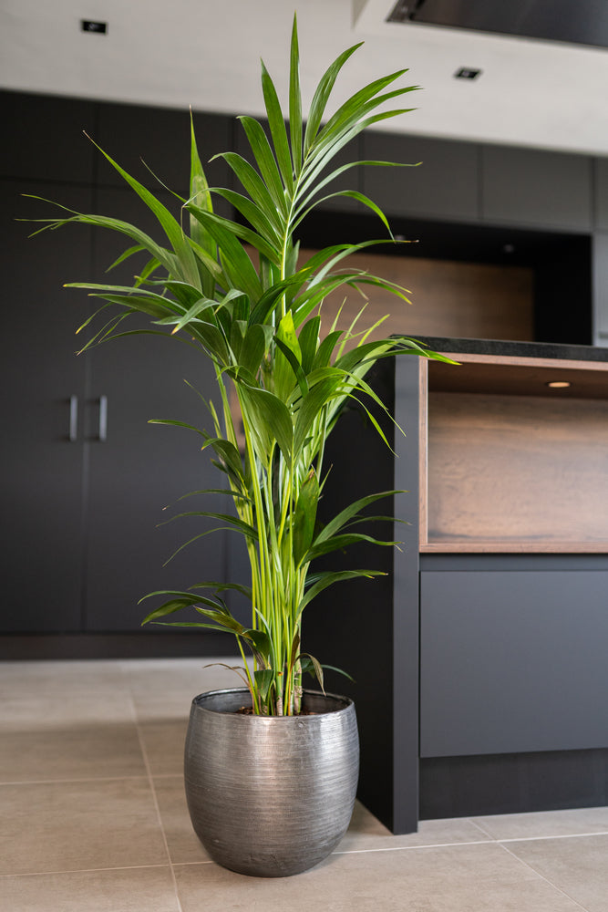 0e3e6d1c-657b-4621-9232-4bf8572b4fd3-afbeelding4.jpg (5027223) 