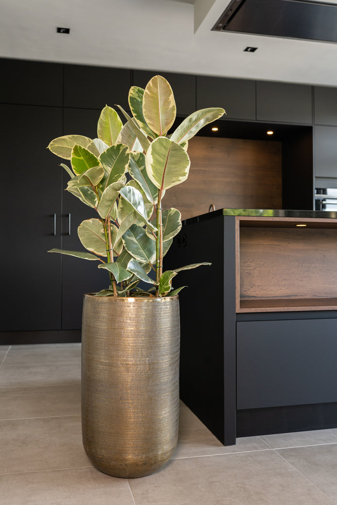 c9a5948a-f9f4-4728-b9e4-6367fc0bf6b2-afbeelding3.jpg (5027553) 